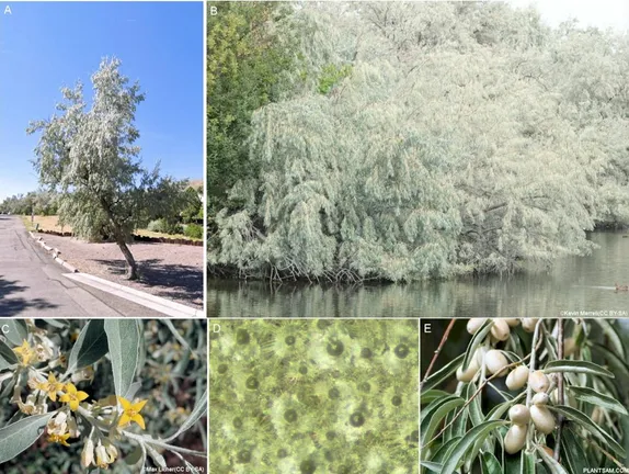 Another Tree We Would Rather Not Have – Russian Olive