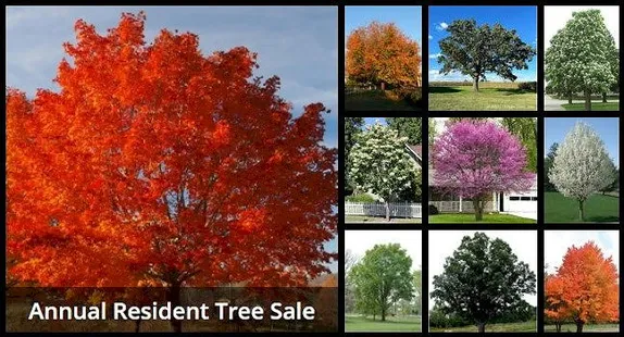 City's Annual Tree Sale