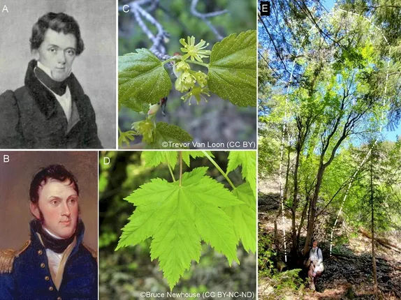 A Native Tree in Golden – Rocky Mountain Maple