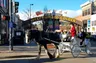 12-2PM Horse-Drawn Carriage Rides Downtown