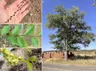 Another Tree We Would Rather Not Have in Golden – Siberian Elm